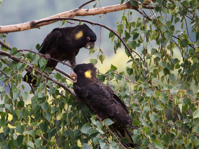 The food can be seen all over the young ones beak.