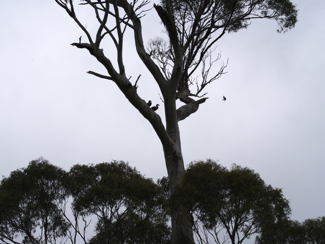 You can just see the outline of the victors on the leftward pointing branch. 
The foliage you can see below is all part of the same tree.
 These ducks are very high up. A long way for ducklings to drop to the ground!