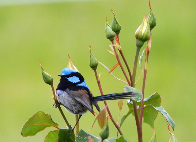 Superb Fairy Wren looking gorgeous.