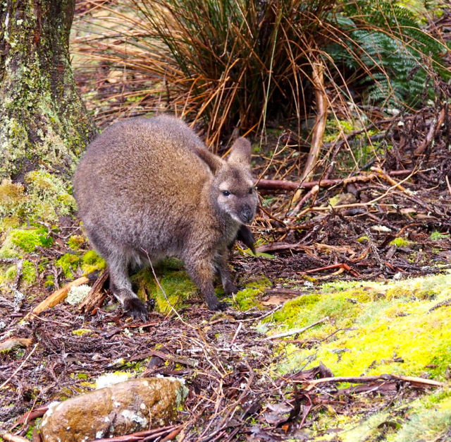 Bennetts Wallaby 