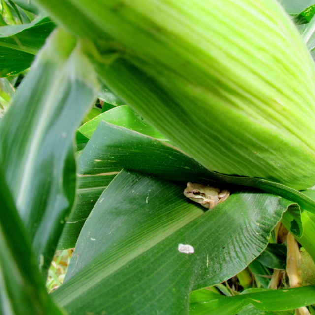 Hiding under  a cob of corn