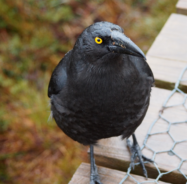 As soon as this cheeky Currawong saw the camera, it came running along the board walk and followed us for the next 1/2 hour.