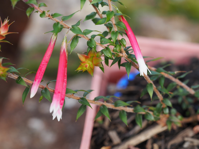 One of my favourite Australian natives.
The Fuchsia Heath is a plant, typically found in Australian belonging to the heath family whose native range extends from the central coast of New South Wales to southern Queensland.