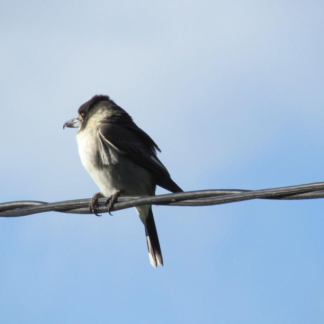 Its closest relative is the magpie. It got its name from its habit of hanging its prey in the fork of tree limbs