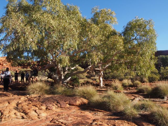 Ghost gums (eucalyptus species) that grow in the cracks in the rock.