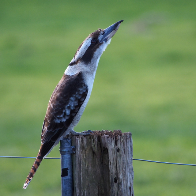 This kookaburra stayed in this stretched position for about 2 minutes.