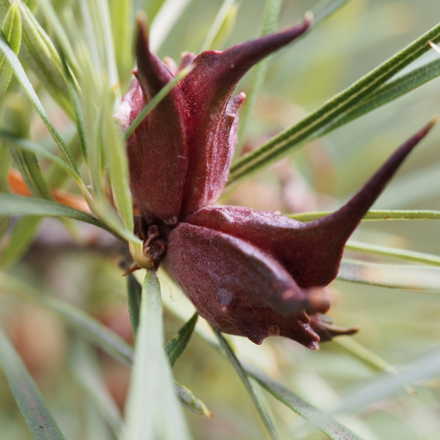 These seed pods give the plant the common name of Mountain Devil