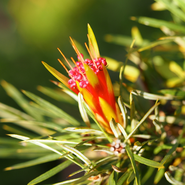 Native to coastal and mountain areas of New South Wales