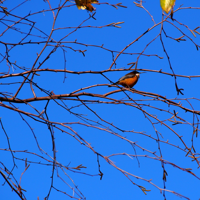 Feeds on nectar, often hovering like a hummingbird.