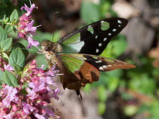 Displaced by the fires in its habitat early this year.  A most unusual visitor to my garden.