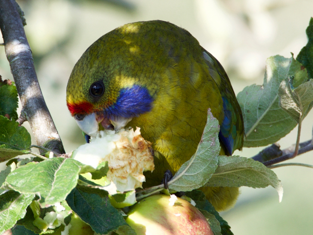 Endemic to Tasmania