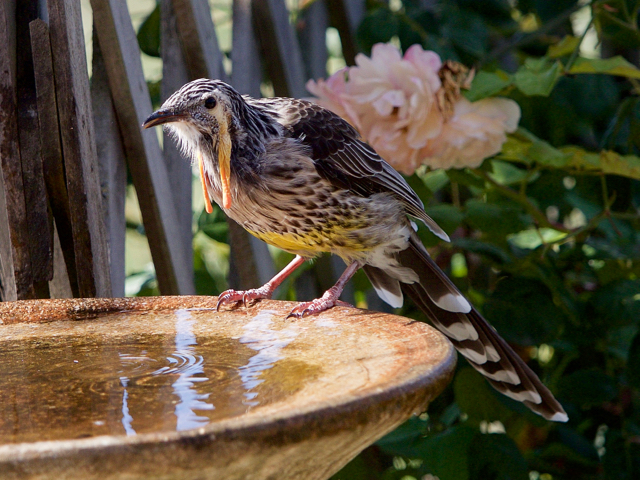 The largest wattlebird, endemic to Tasmania