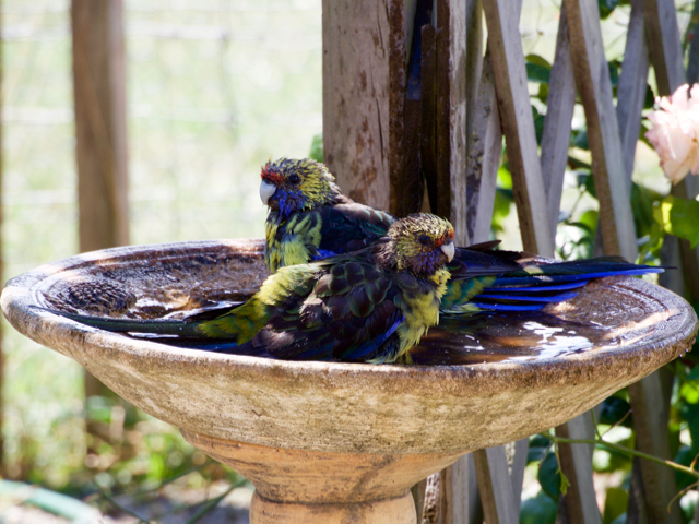 Endemic to Tasmania.  The largest Australian Rosella