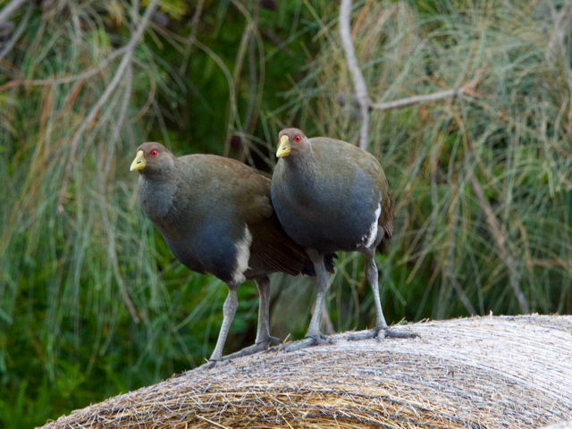 An ancient species that was found as far north as Queensland.  Now confined to Tasmania.