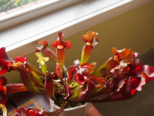 North American Pitcher plant in flower