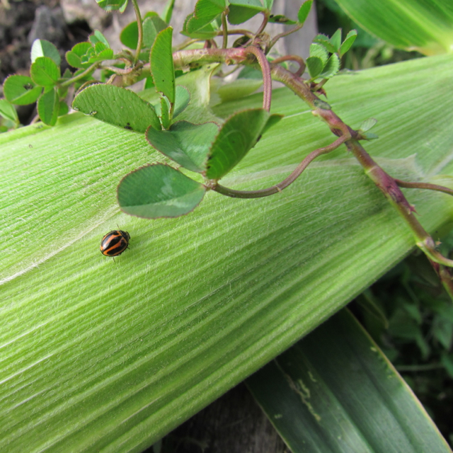 On an ear of corn