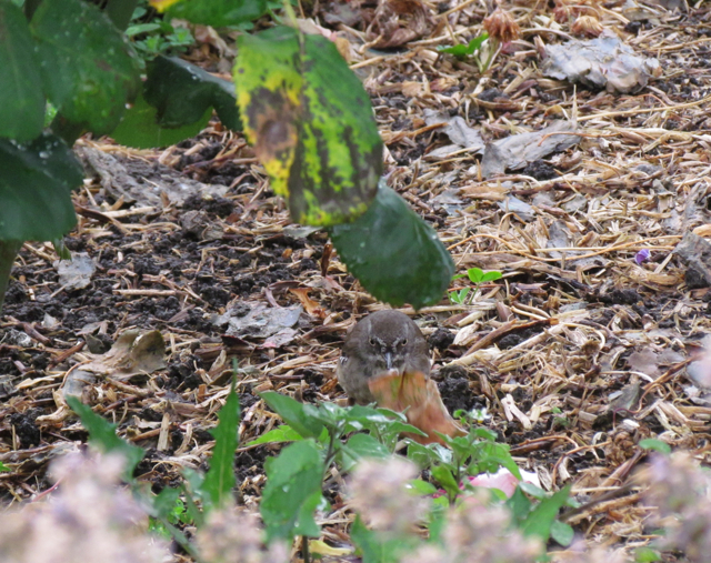 Very elusive.  There half a dozen living in our garden. They are constantly dodging in and out of shrubbery.