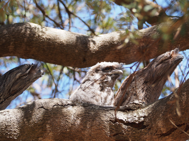 Masters of camouflage.  They sit still on a tree branch all day, blending beautifully with the tree.