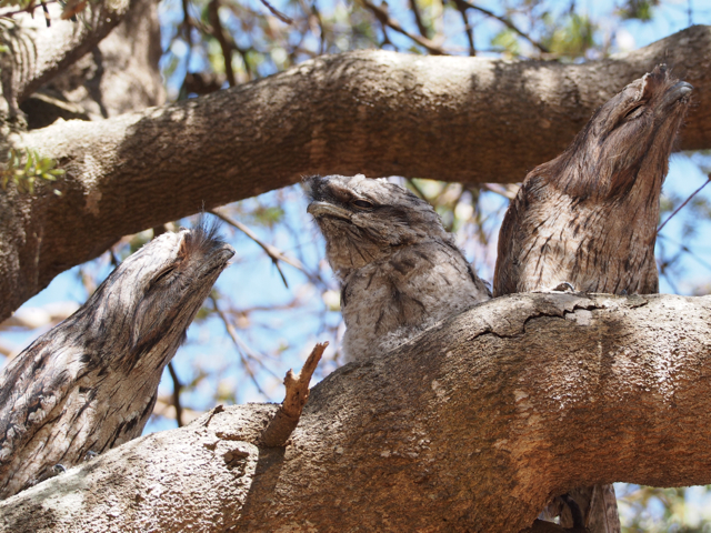 The bird in the middle is a young one with some of its down still evident.