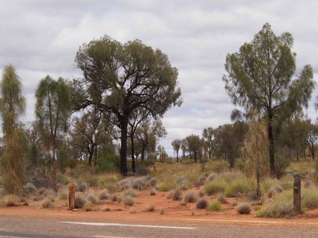 Typical vegetation around this area.