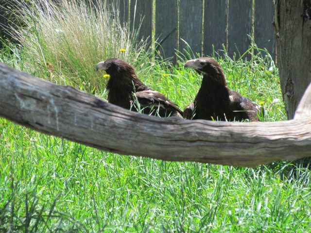 This pair are in a wildlife park on the east coast of Tasmania. They have been injured and are unable to fly. 