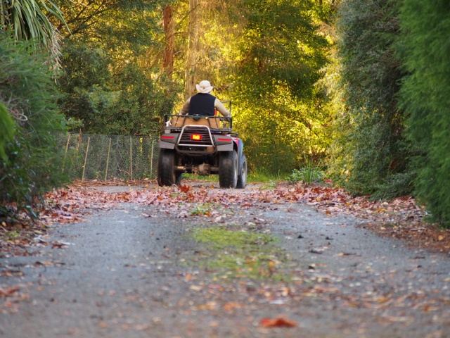 Autumn light down our driveway