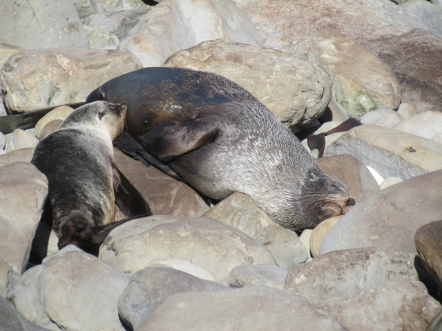 Dinner time in the seal colony.