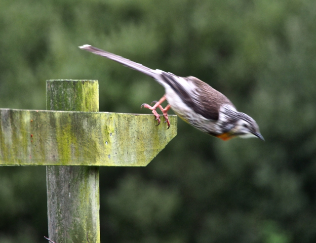 I know its blurry, but I really love this photo.  He is about to launch himself into last summer's tomato patch