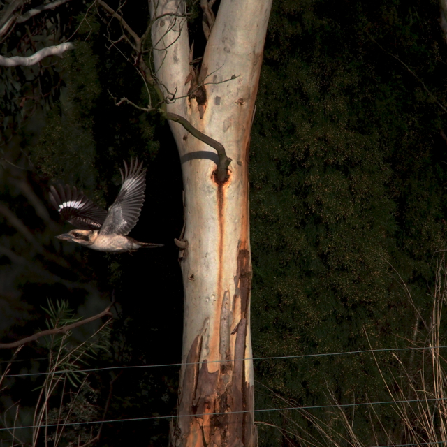 Kookaburra in flight .