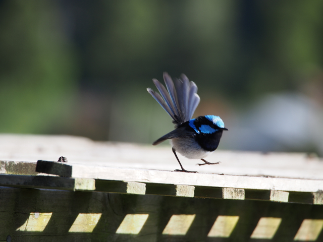 Superb Fairy Wren doing a happy dance.