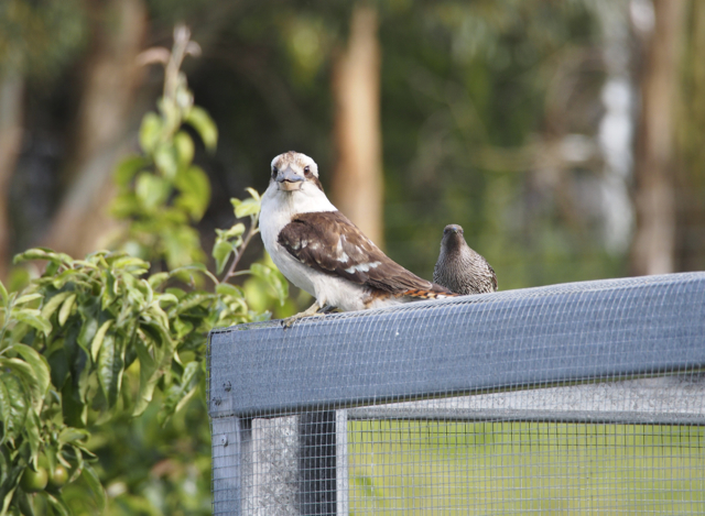 Over a period of weeks, during breeding time, the Little Wattlebirds continually attacked the kookaburras in the garden.