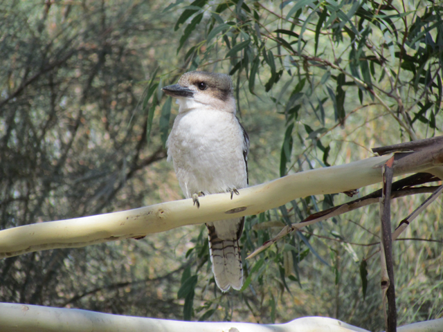 See the soft feathers on top