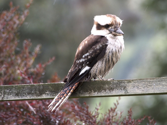 Kookaburra has been digging for worms in the rain and mud. He needs a bath.