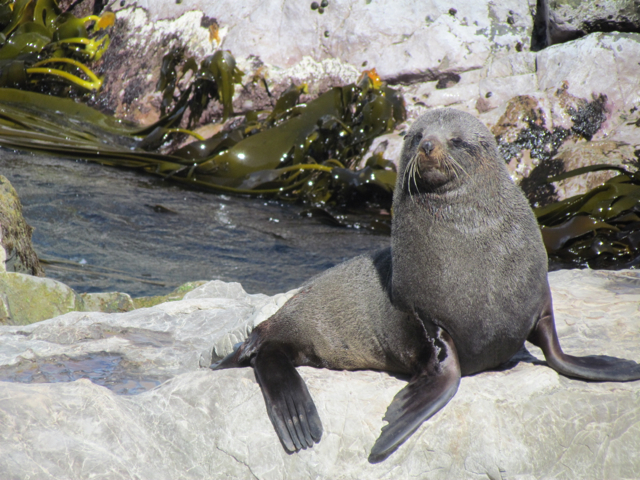 New Zealand fur seal