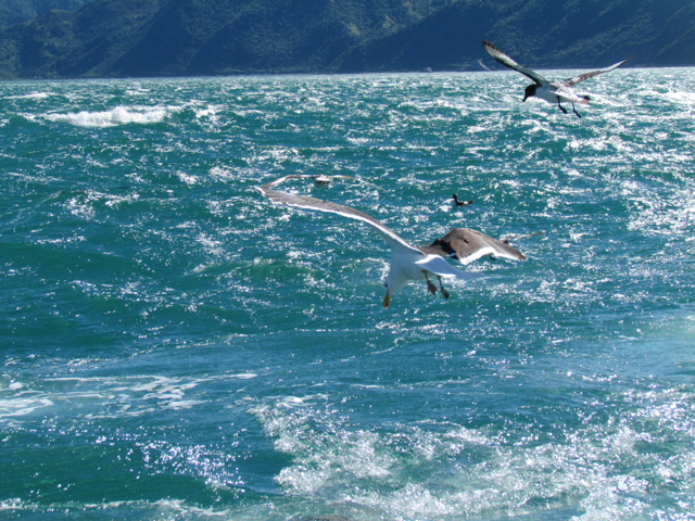 Sea birds off Kaikoura, east coast, South Island.