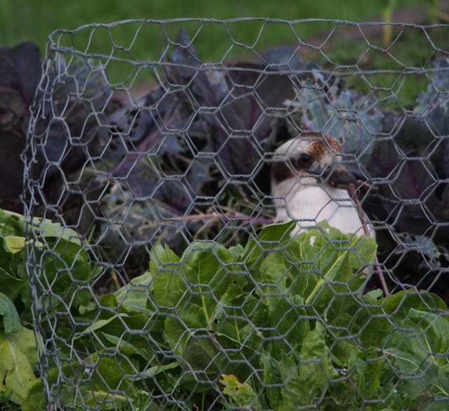 This kookaburra took several pulls before it could get the worm out of the ground.  Unfortunately I was on the wrong angle!