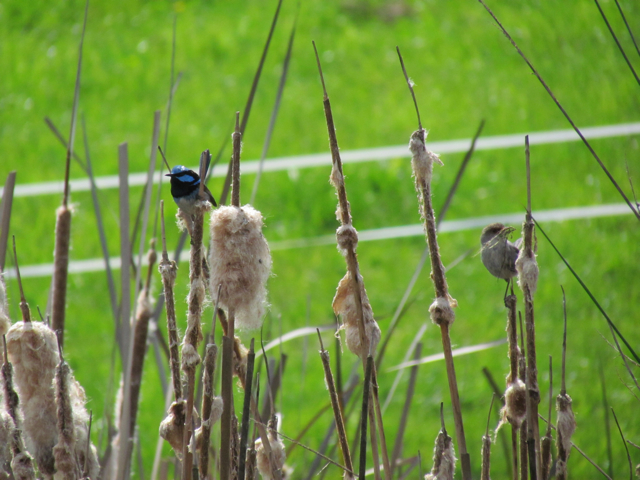 This pair were collecting nesting material in spring