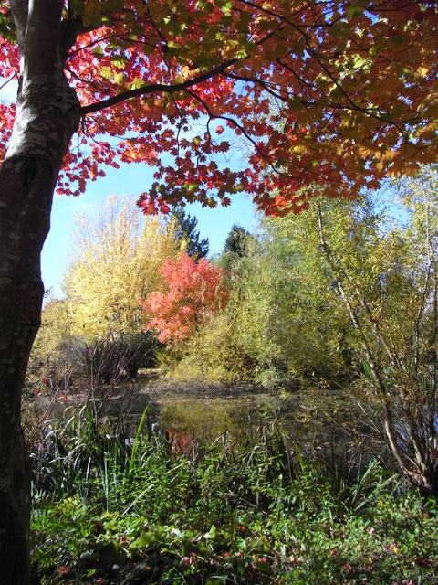 This garden was more of a rambling ''wild'' adventure