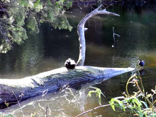 A peaceful scene at the lakeside where I often take a morning walk