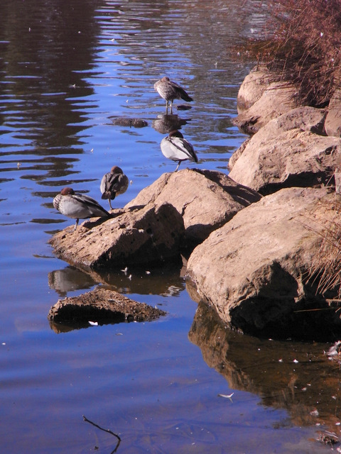 Drying off in the sunshine.