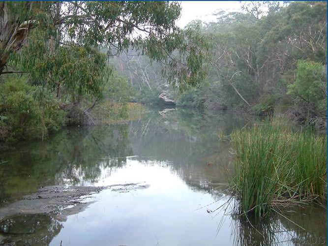 Early morning on Bargo river