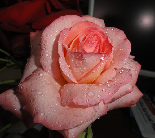 My favorite rose