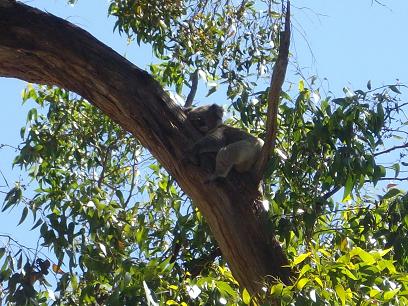 Koala 
Camping at the block, first Koala spotted in 17 years!