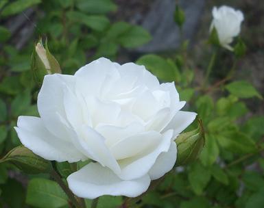 White Rose - front yard