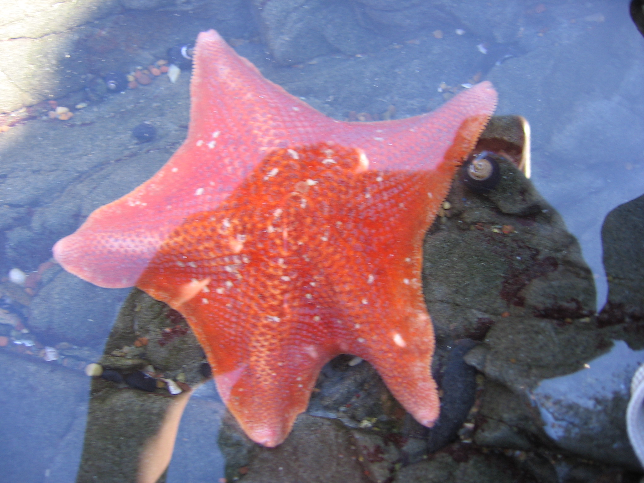 sea lifein Cambria in central California