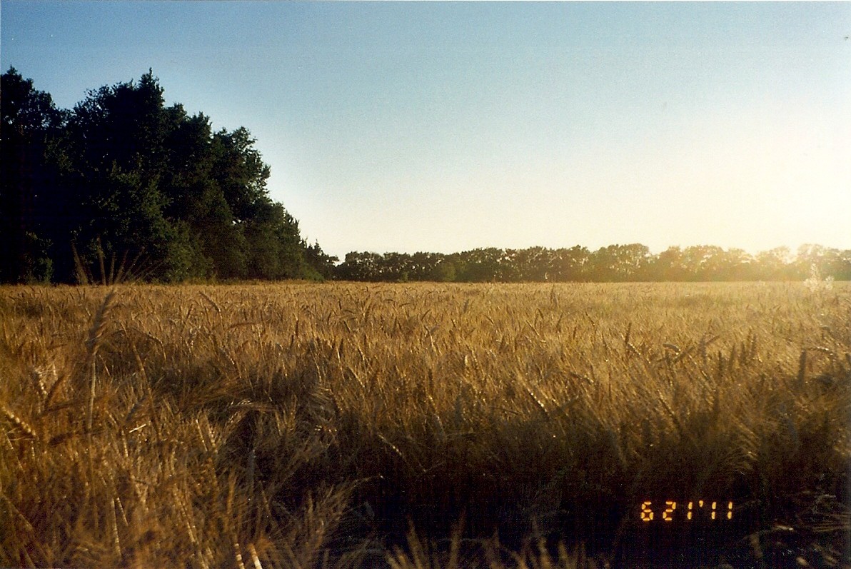 The field beside our house.