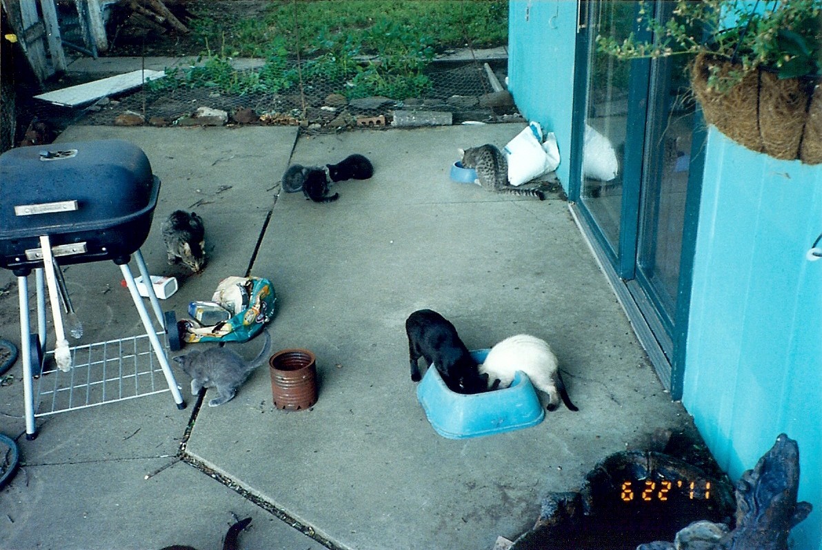 Some of the adults and kittens.  Smokey is in the front bowl.  Sammy is just behind the grill.