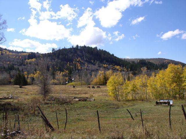 This ranch snuggled up next to the mountains was showing off its natural beauty in the fall as we took a country road home.  The quaking aspen trees are gold with fall foliage here, but are mysteriously dying in the West.  It wouldn't be autumn here without their gold leaves; I hope they can stop their demise.