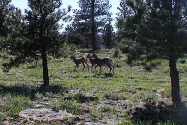 These mountain sheep went running by us near Red Canyon in the Uinta Mountains.  The park ranger said the doe was with her two yearlings and liked this area.  