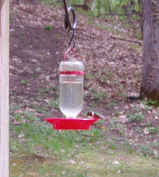 The first Hummingbird in 2008